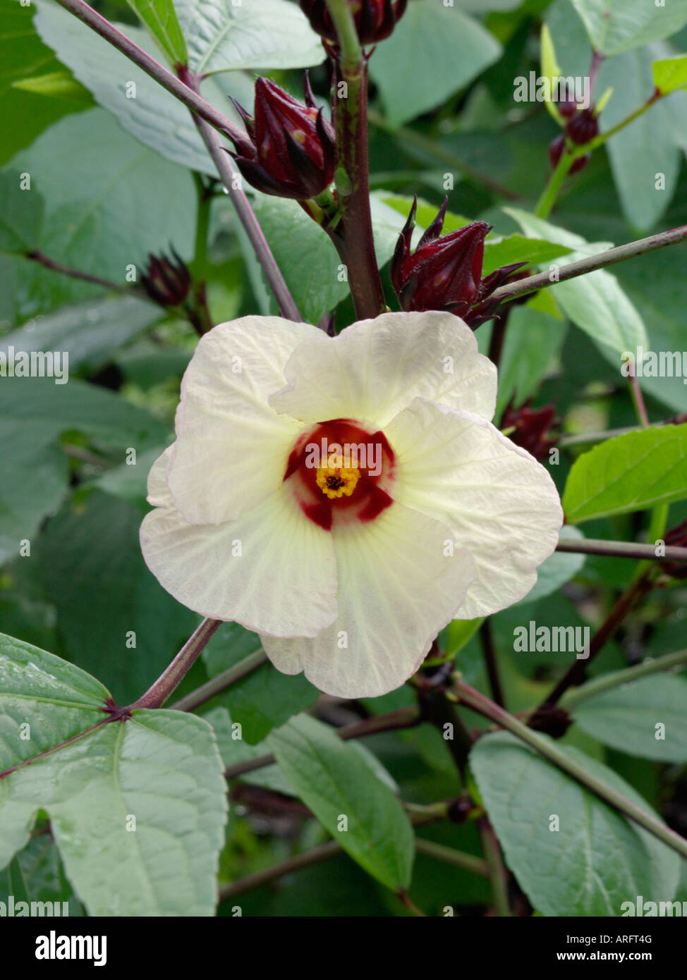 Giamaica sorrel (hibiscus sabdariffa) Foto Stock