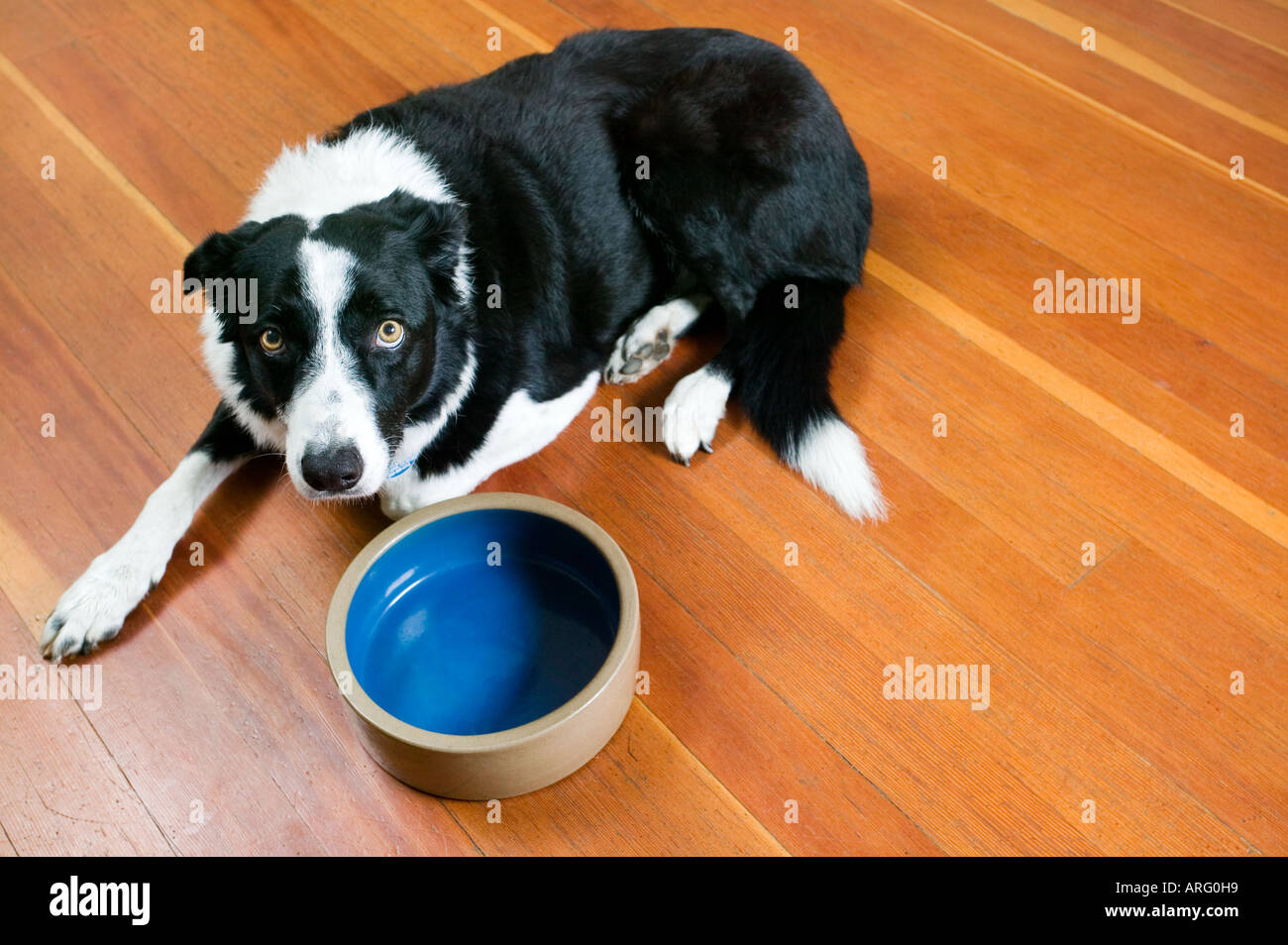 Cane con recipiente vuoto Foto Stock