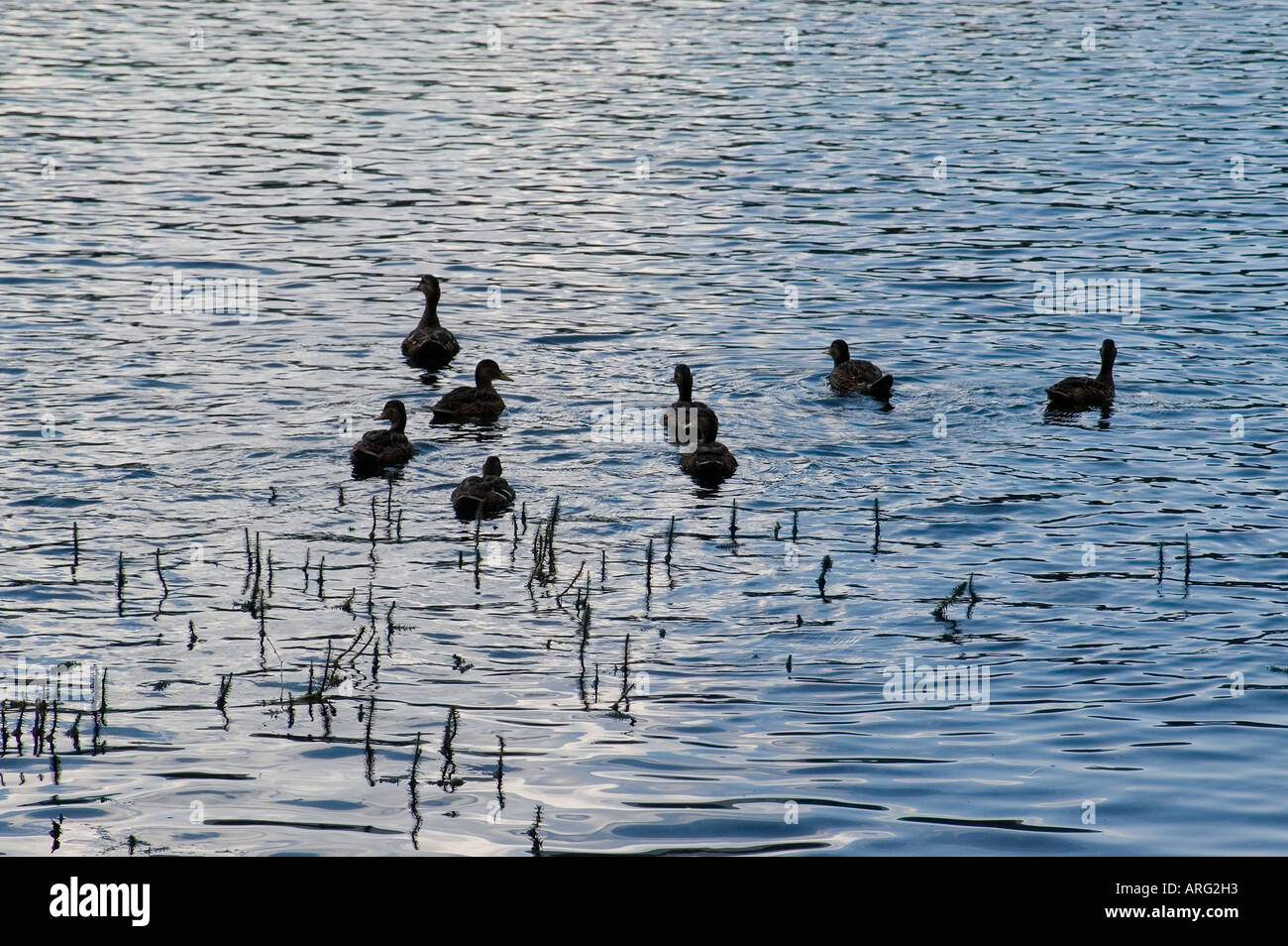 A Fusine lago inferiore Foto Stock