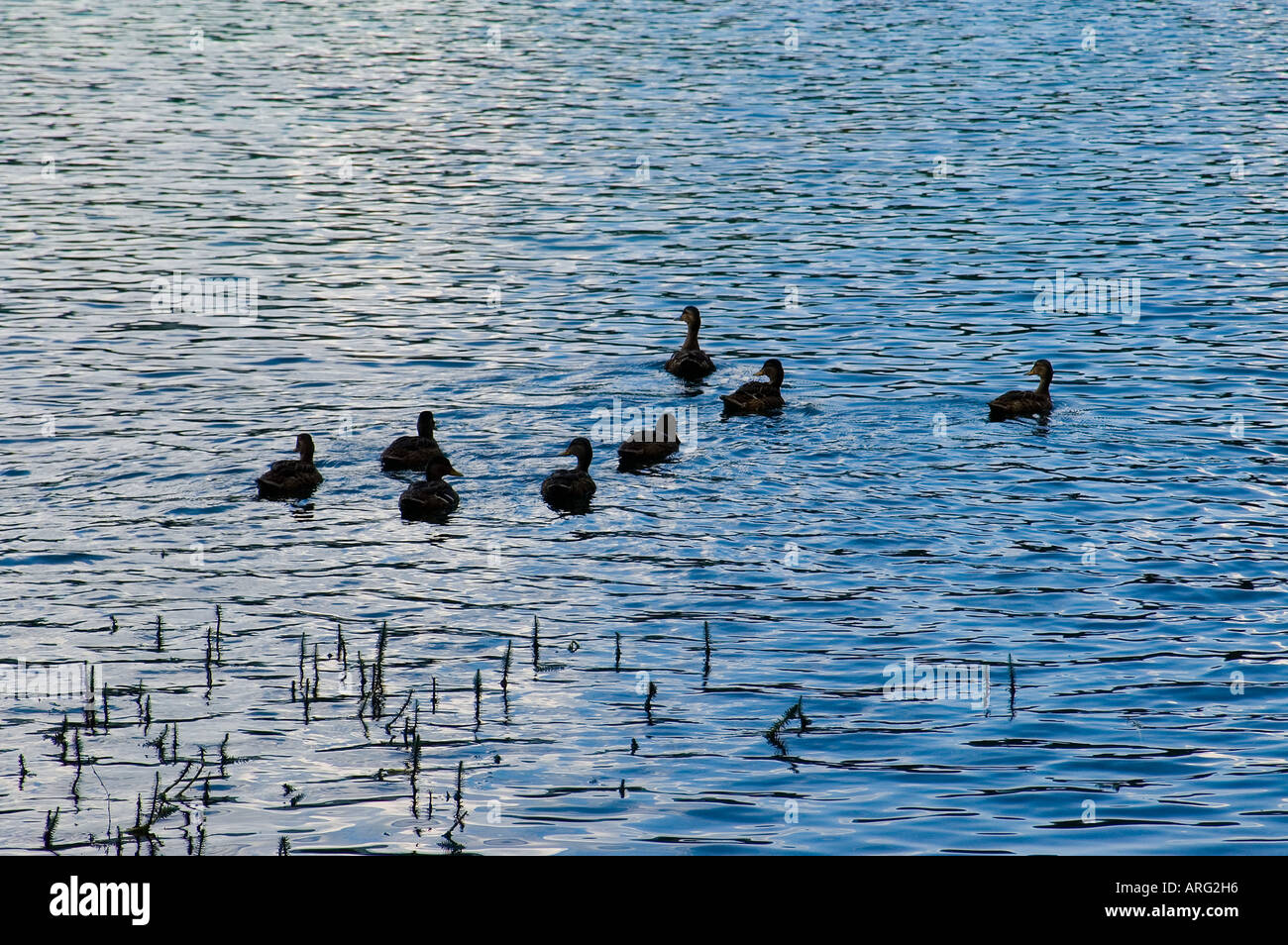 A Fusine lago inferiore Foto Stock