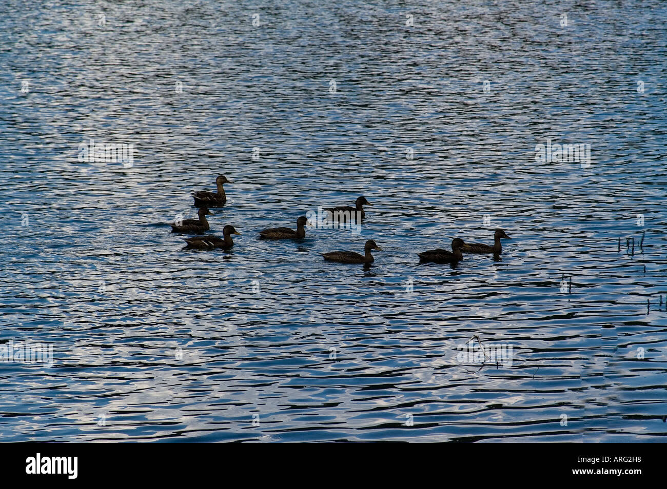 A Fusine lago inferiore Foto Stock
