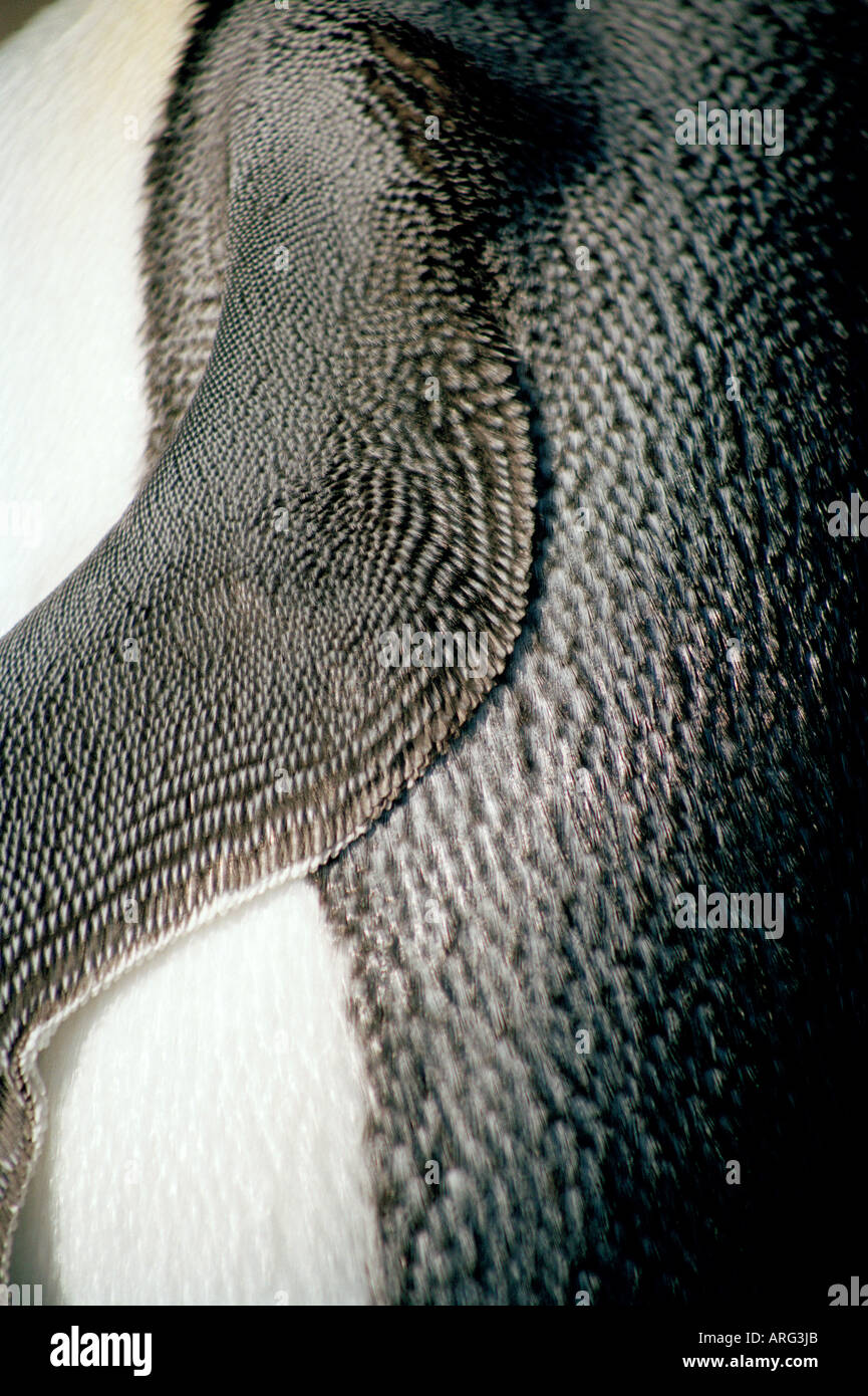 Re Pinguino (Aptenodytes-patagonicus) primo piano dei dettagli delle piume di flipper, Baia delle isole, Georgia del Sud, Isola sub-antartica Foto Stock