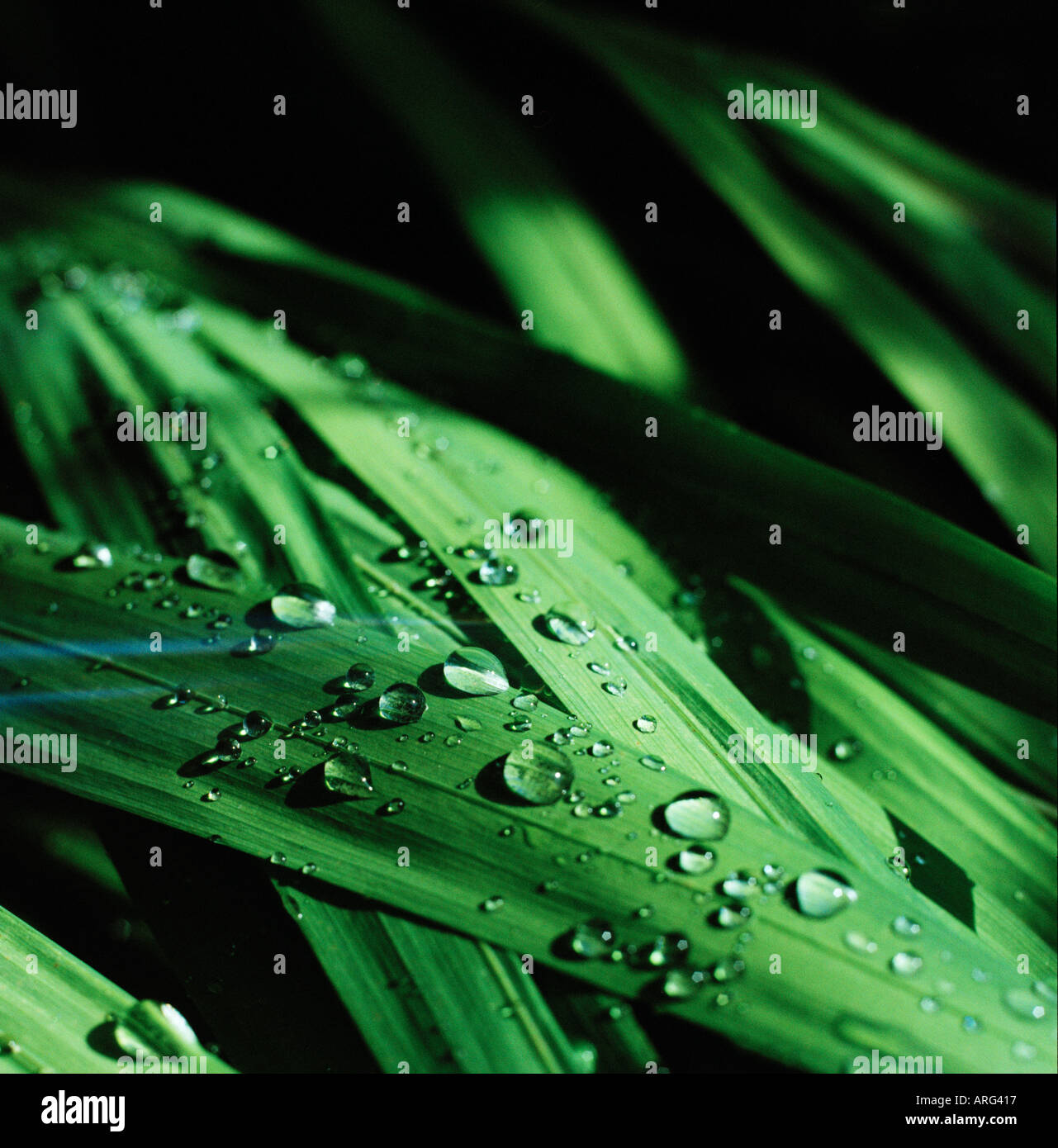 Verde erba del campo coperto in goccioline di acqua Foto Stock