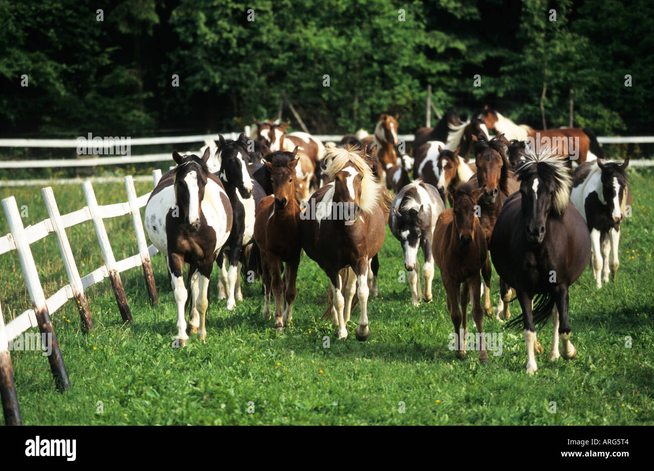 Gruppo di Lewitzer cavalli in un campo Foto Stock