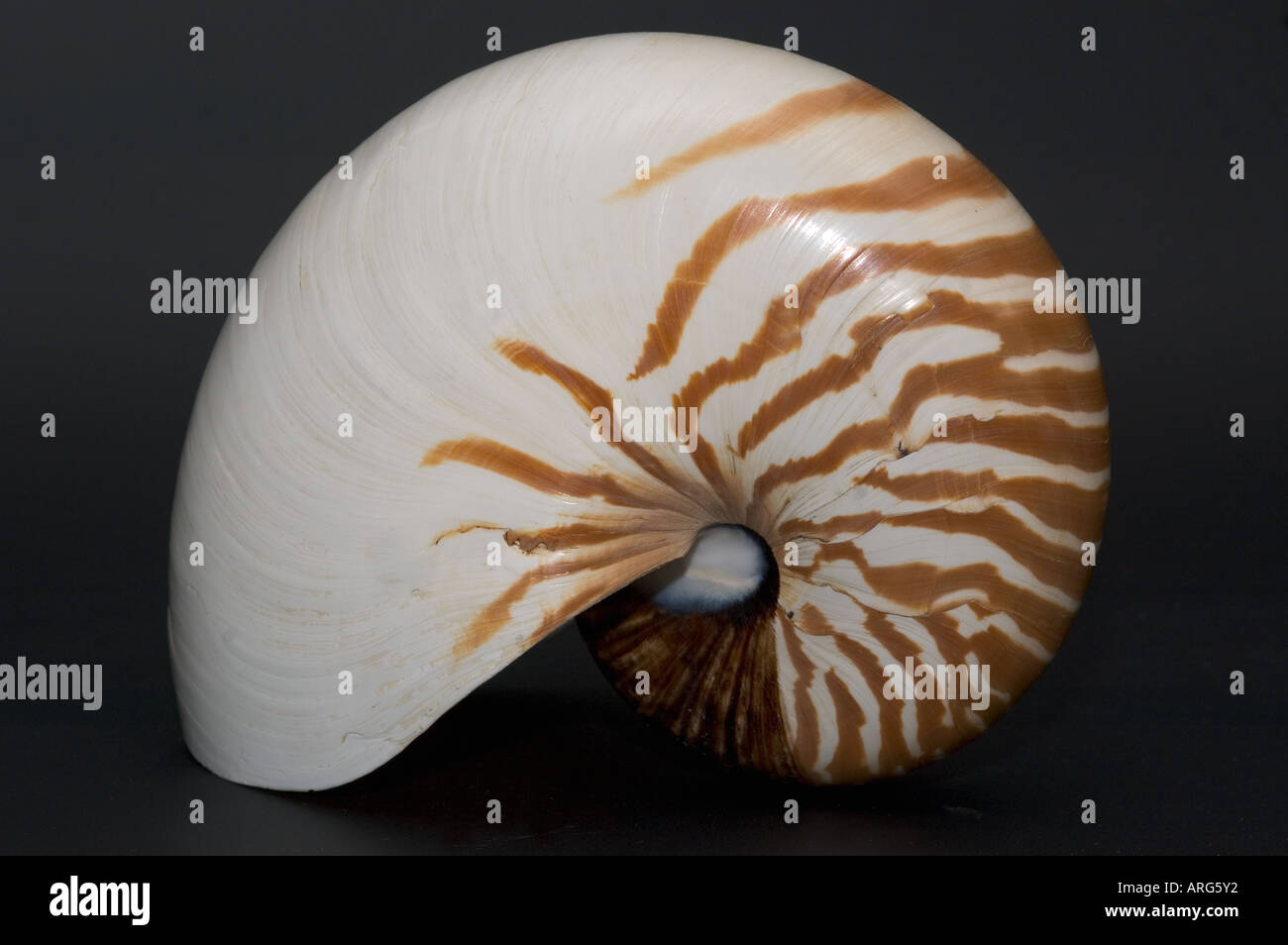 Strombo Shell Stromb shell immagini e fotografie stock ad alta risoluzione - Alamy