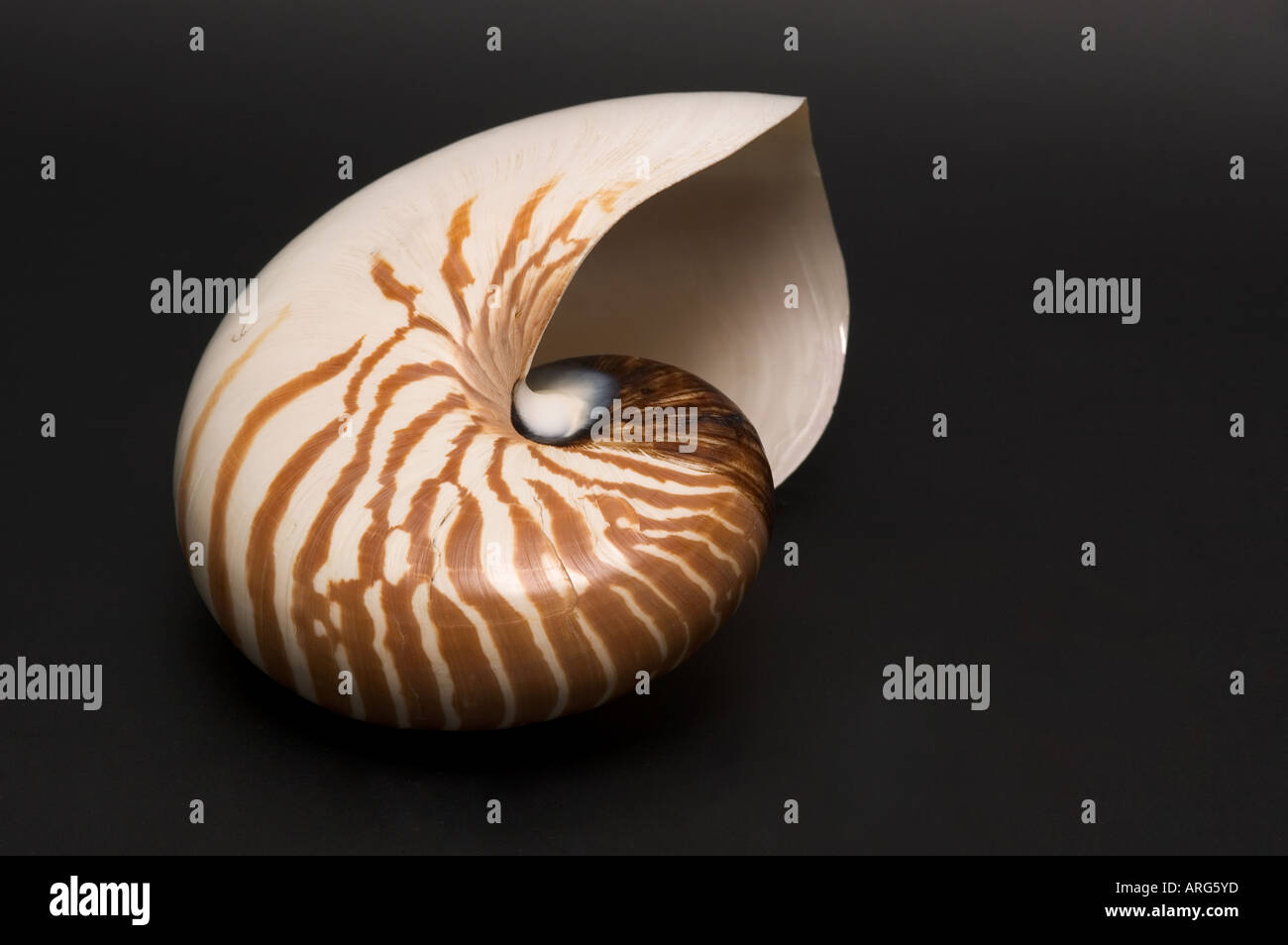 Strombo Shell Stromb shell immagini e fotografie stock ad alta risoluzione - Alamy