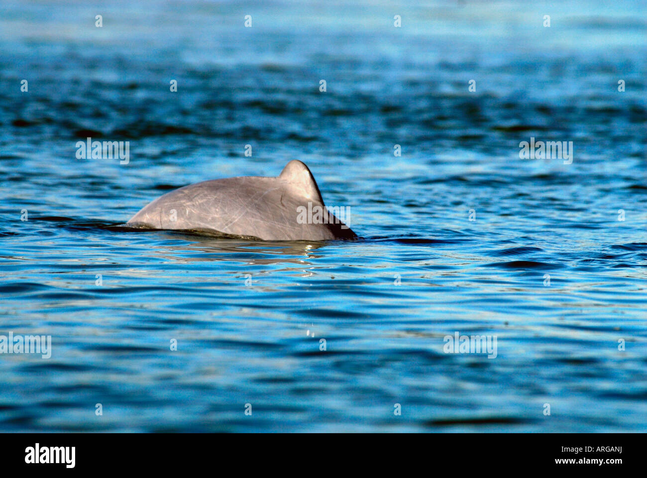 Il fiume Mekong dolphin diving,Cambogia Foto Stock