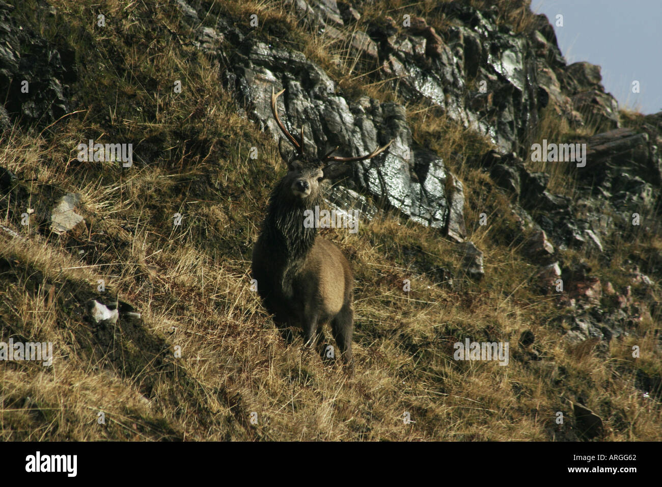 Red Deer Capriolo sulla collina scozzese Foto Stock