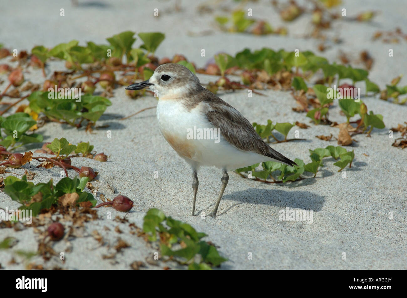 Una nuova Zelanda Dotterel sulle dune di sabbia della spiaggia Mangawhai, Nuova Zelanda Foto Stock