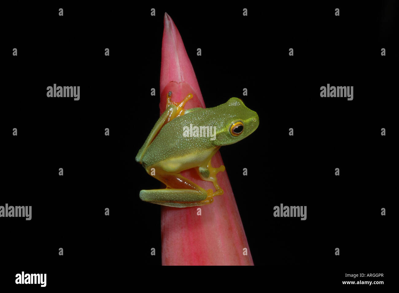 Dolce Treefrog verde (Litoria gracilenta) nella Foresta Pluviale Daintree, Australia Foto Stock