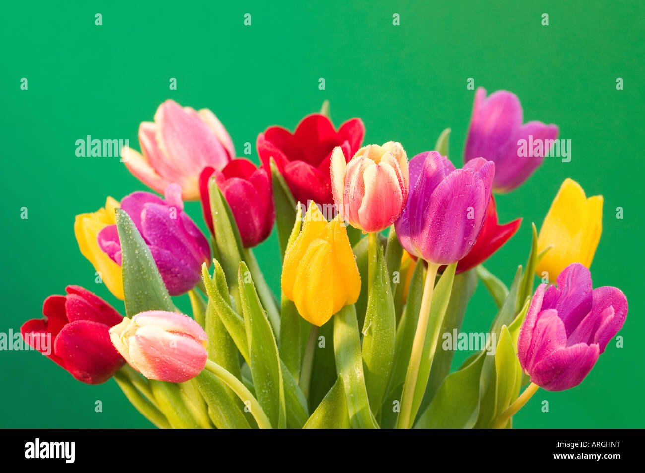 Un display a colori di tulipani freschi coperto di goccioline di acqua contro uno sfondo verde Foto Stock