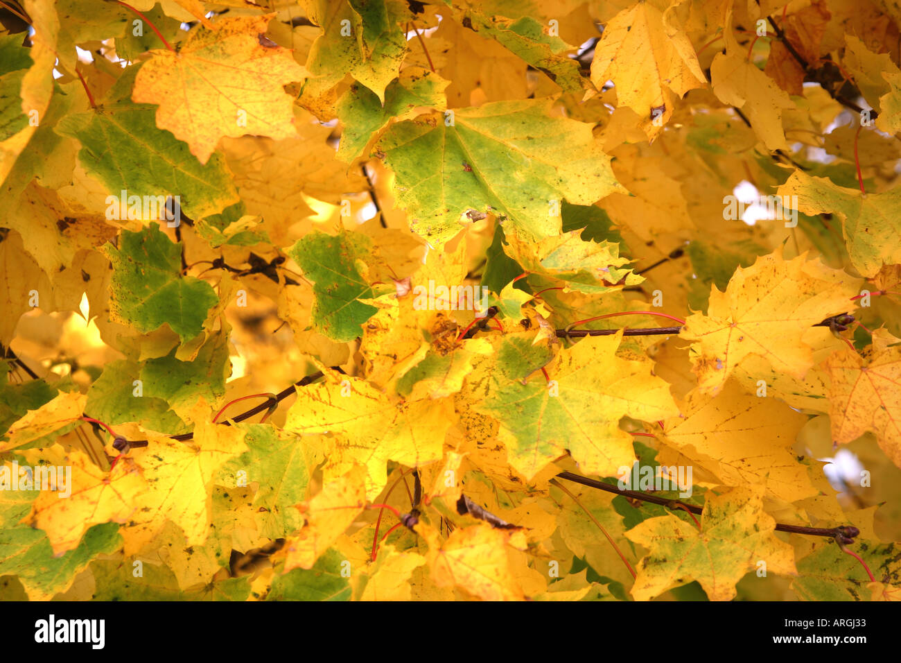 Foglie di autunno. Foto Stock