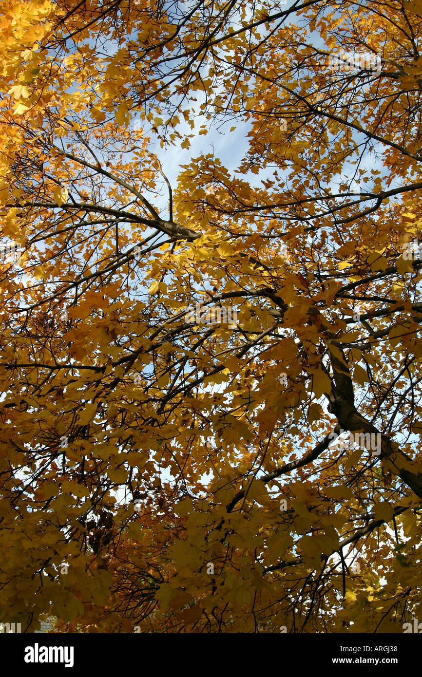 Front Porch foglie. Foto Stock