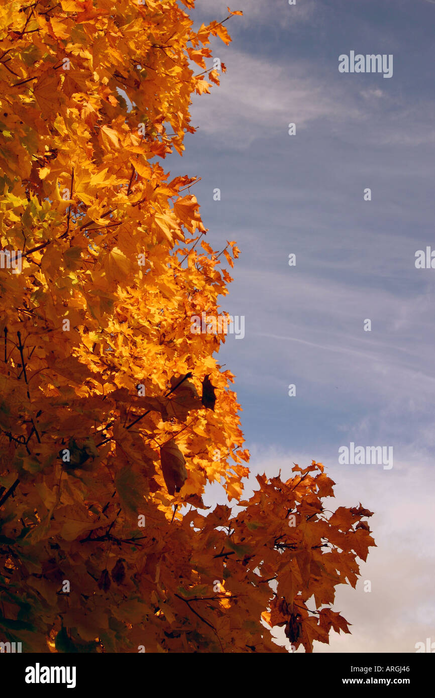 Giallo di foglie di acero contro una bella blu cielo d'inverno. Foto Stock