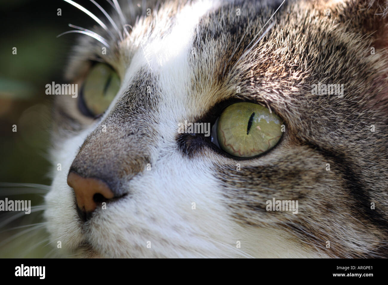Tabby / White cat Foto Stock
