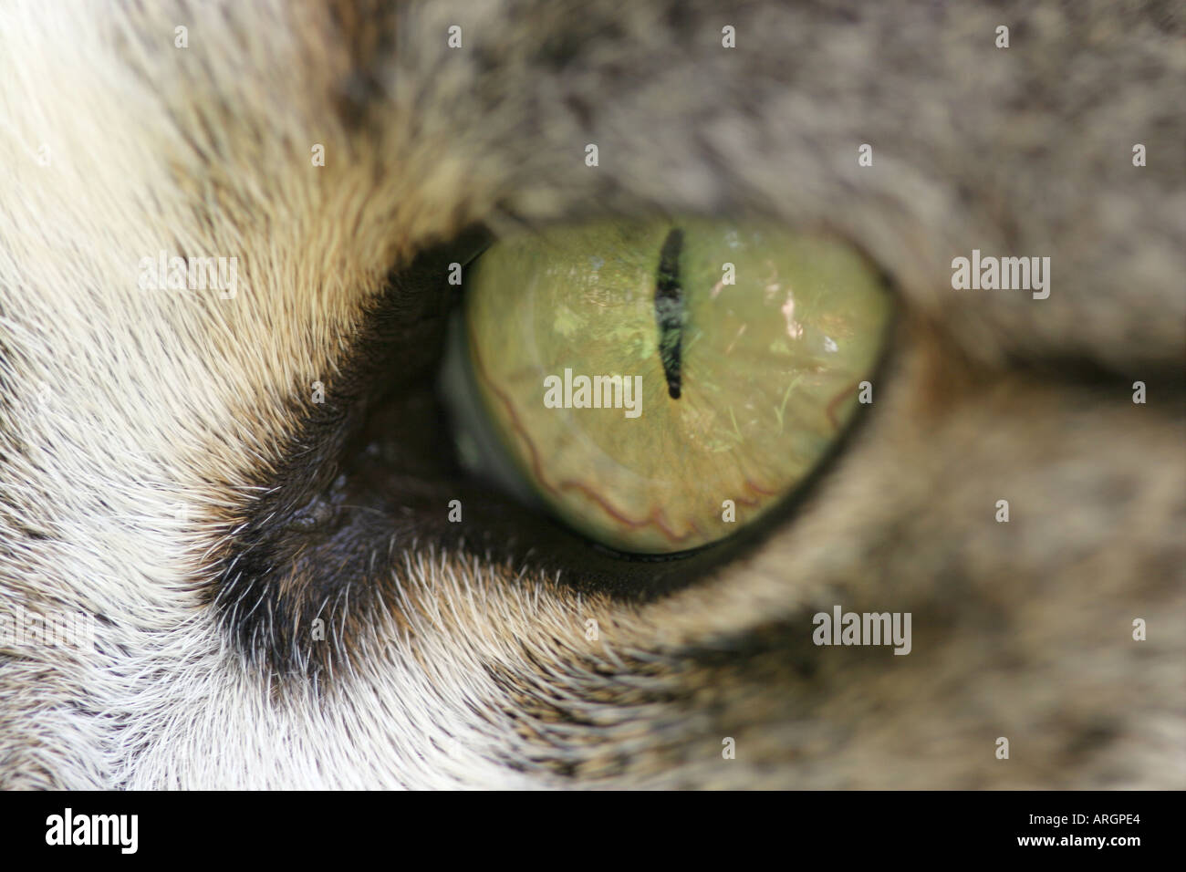 Occhio di gatti Foto Stock