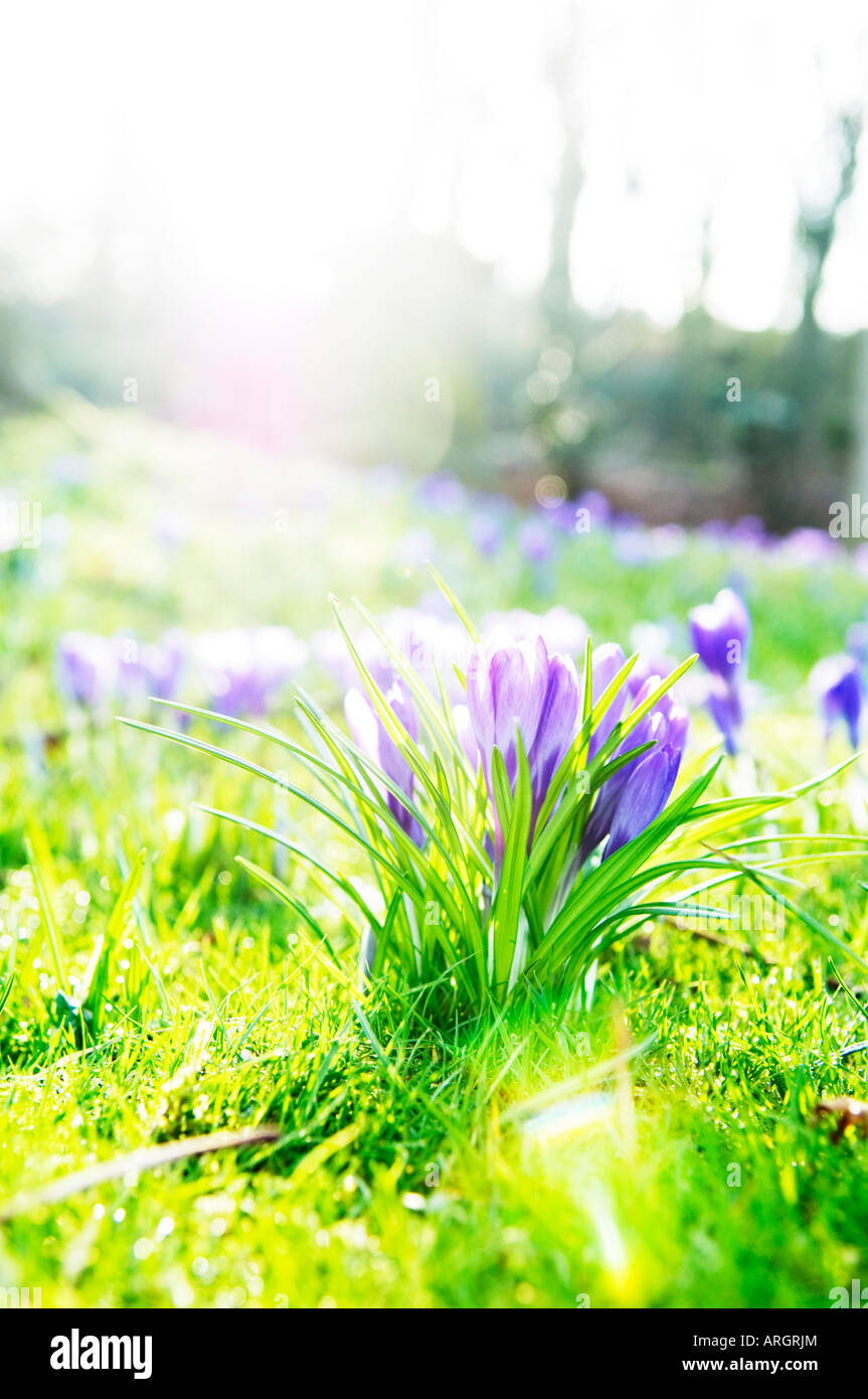 La molla si accoccola contro la luce Foto Stock
