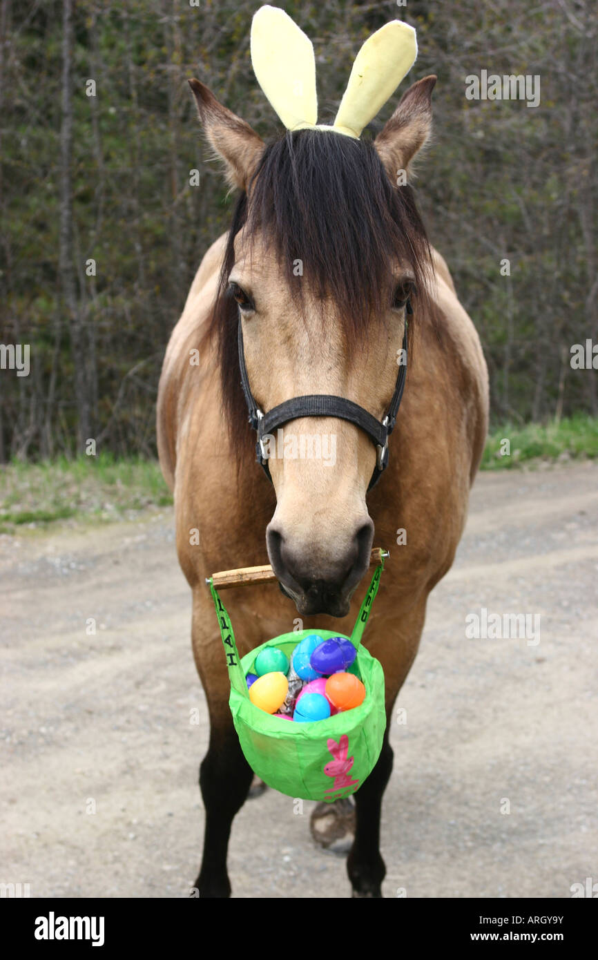 Cavallo tenendo un paniere di uova di Pasqua e indossando orecchie di coniglietto Foto Stock