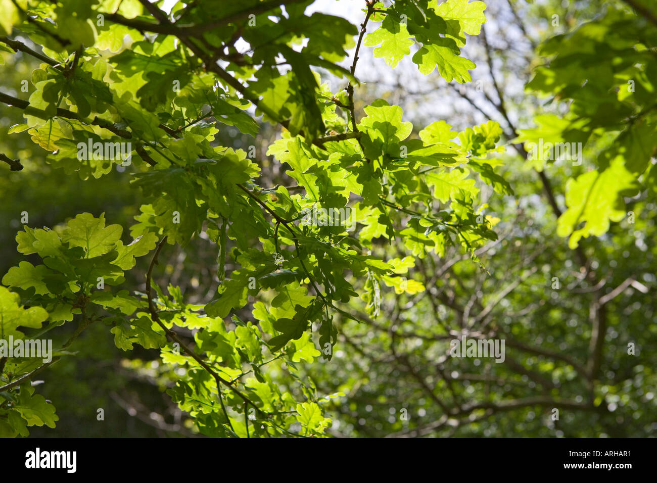 Nome comune: Tree - Oak nome latino: Quercus robur Foto Stock