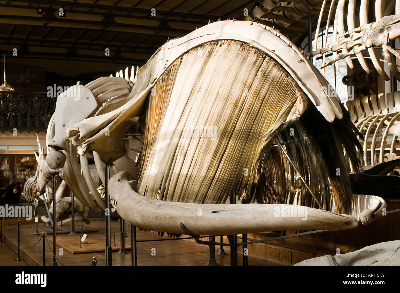 Una mostra di ossa e scheletri di Paleontologia e di Anatomia Comparata Gallery Museo di Storia Naturale a Parigi Foto Stock