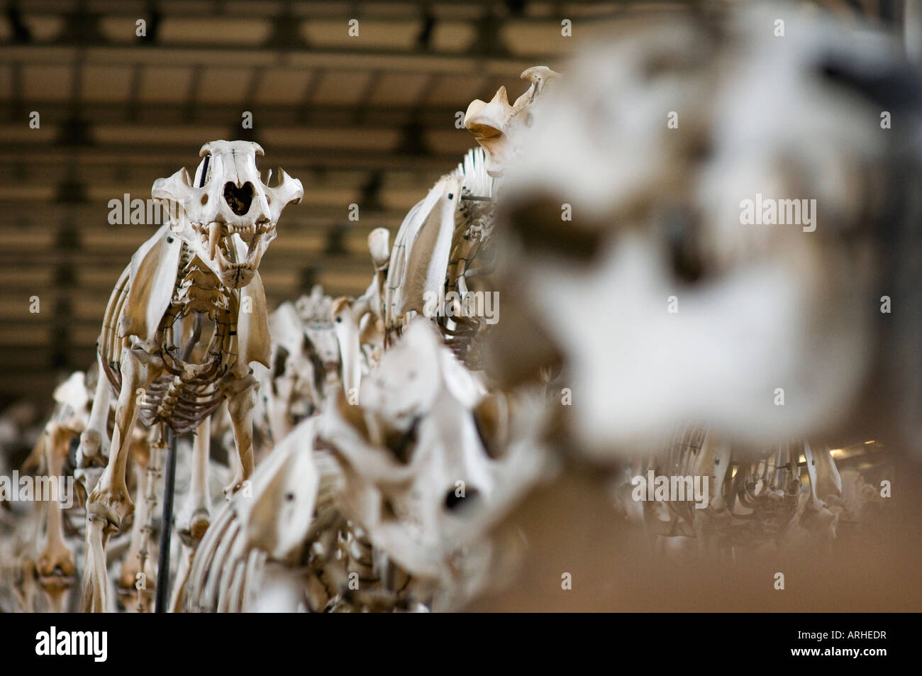 Una mostra di ossa e scheletri di Paleontologia e di Anatomia Comparata Gallery Museo di Storia Naturale a Parigi Foto Stock