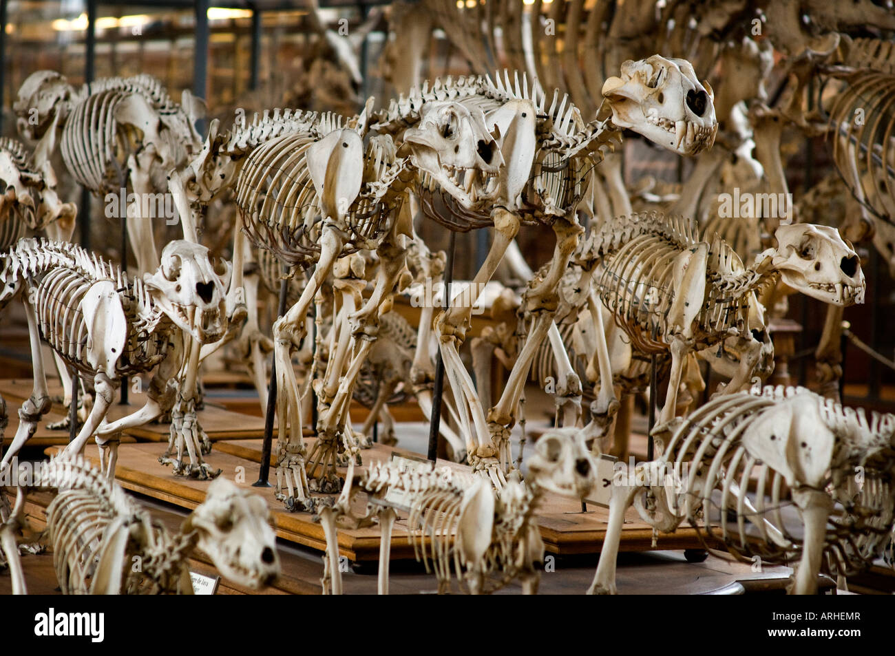 Una mostra di ossa e scheletri di Paleontologia e di Anatomia Comparata Gallery Museo di Storia Naturale a Parigi Foto Stock
