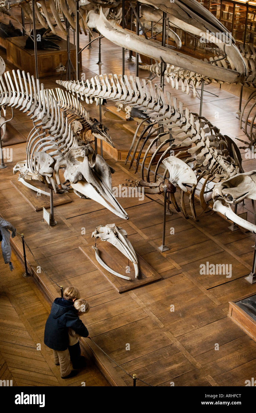 I bambini che guardano un esposizione di ossa e scheletri in un museo. Foto Stock