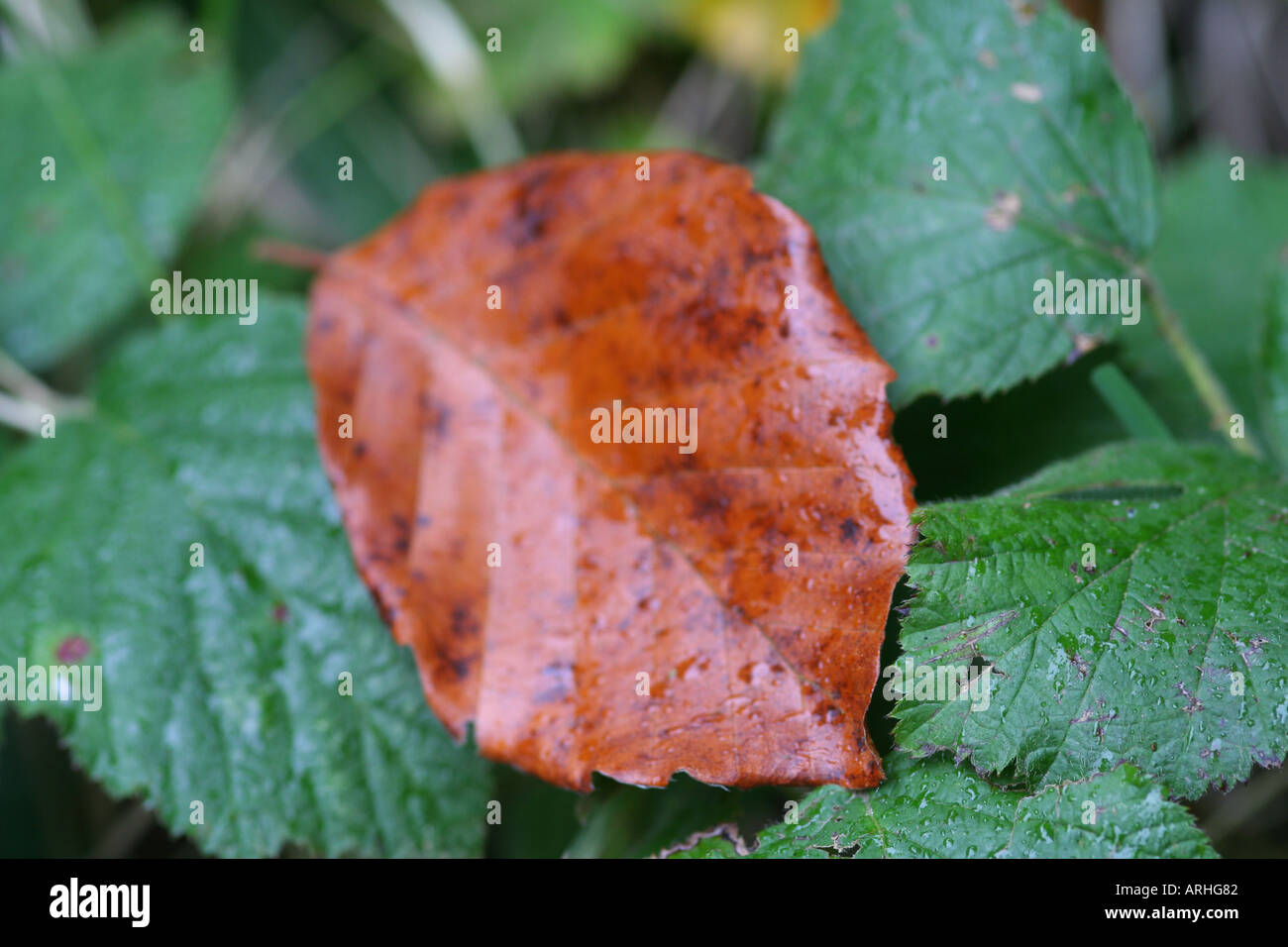 Singole Foglie di autunno Foto Stock