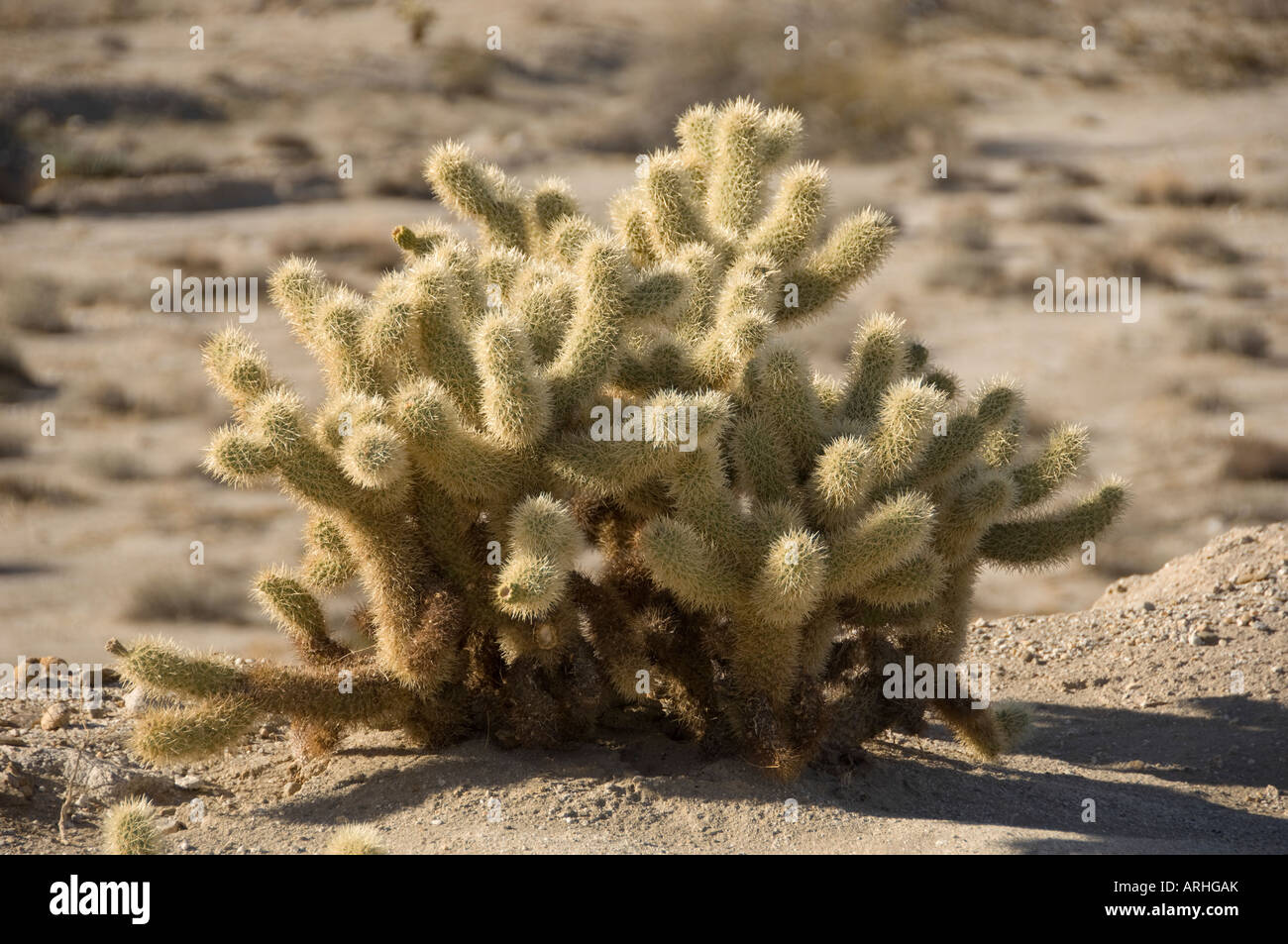 Cholla Cactus al Anza Borrego Desert Foto Stock