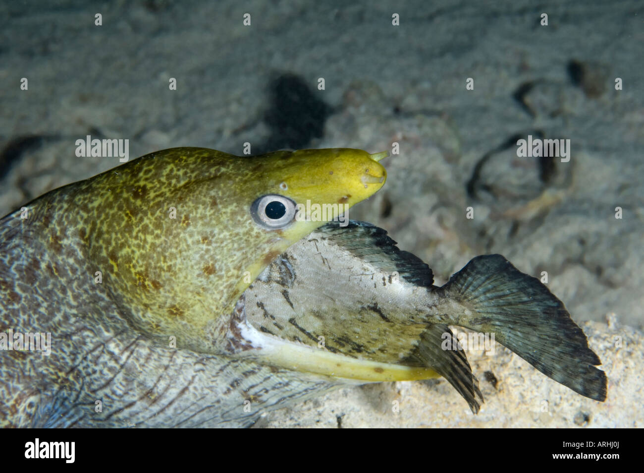 Ondeggiano Moray Mangiare Pesce Coniglio Underwater Su Una Scogliera Di Corallo Foto Stock Alamy