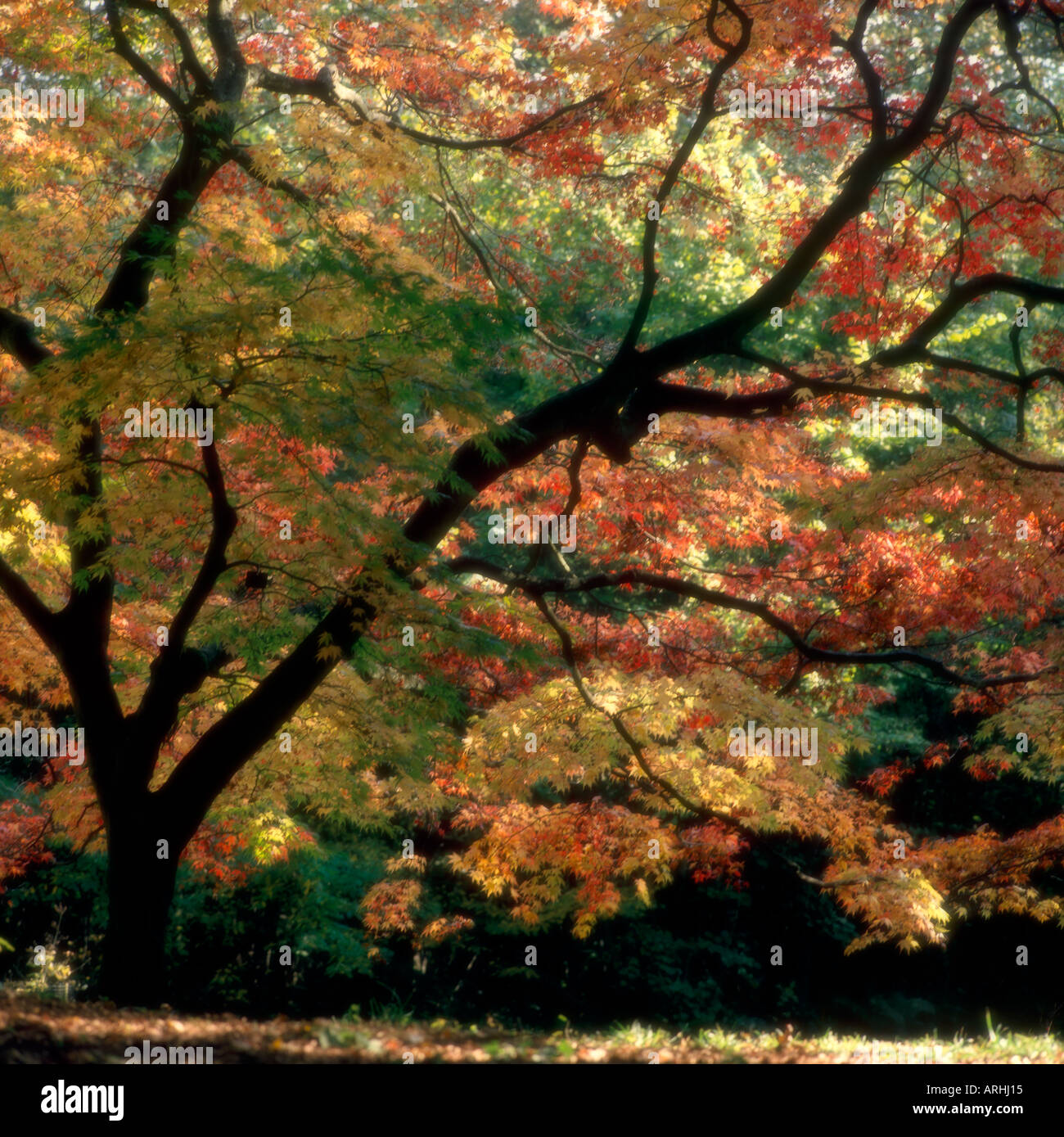 Soft Focus colpo di acero giapponese (Acer Palmatum), Westonbirt Arboretum, Gloucestershire, England, Regno Unito Foto Stock