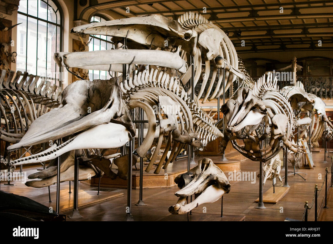 Una mostra di ossa e scheletri di Paleontologia e di Anatomia Comparata Gallery Museo di Storia Naturale a Parigi Foto Stock