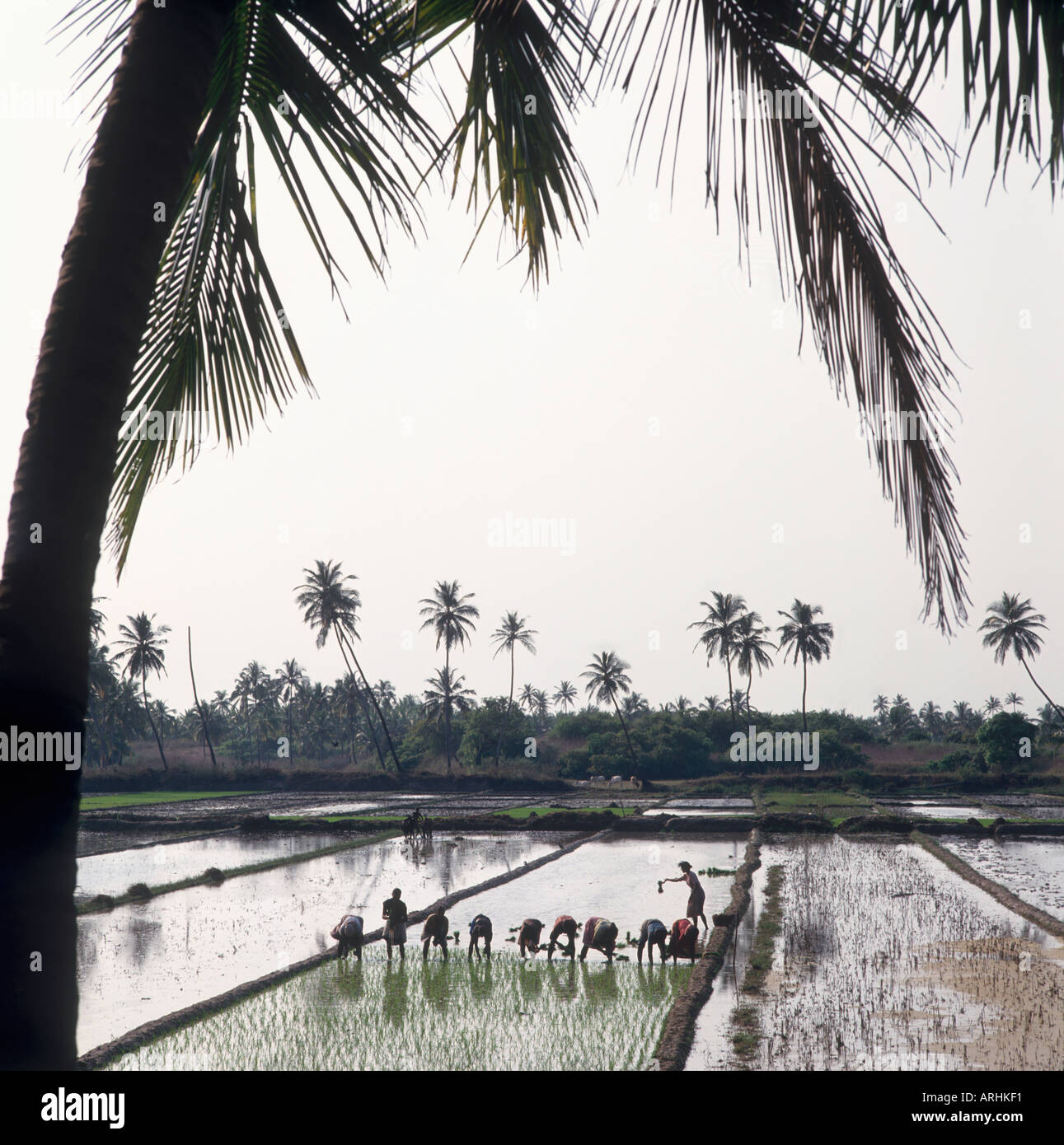 Le persone che lavorano nelle risaie nel sud di Goa, India Foto Stock
