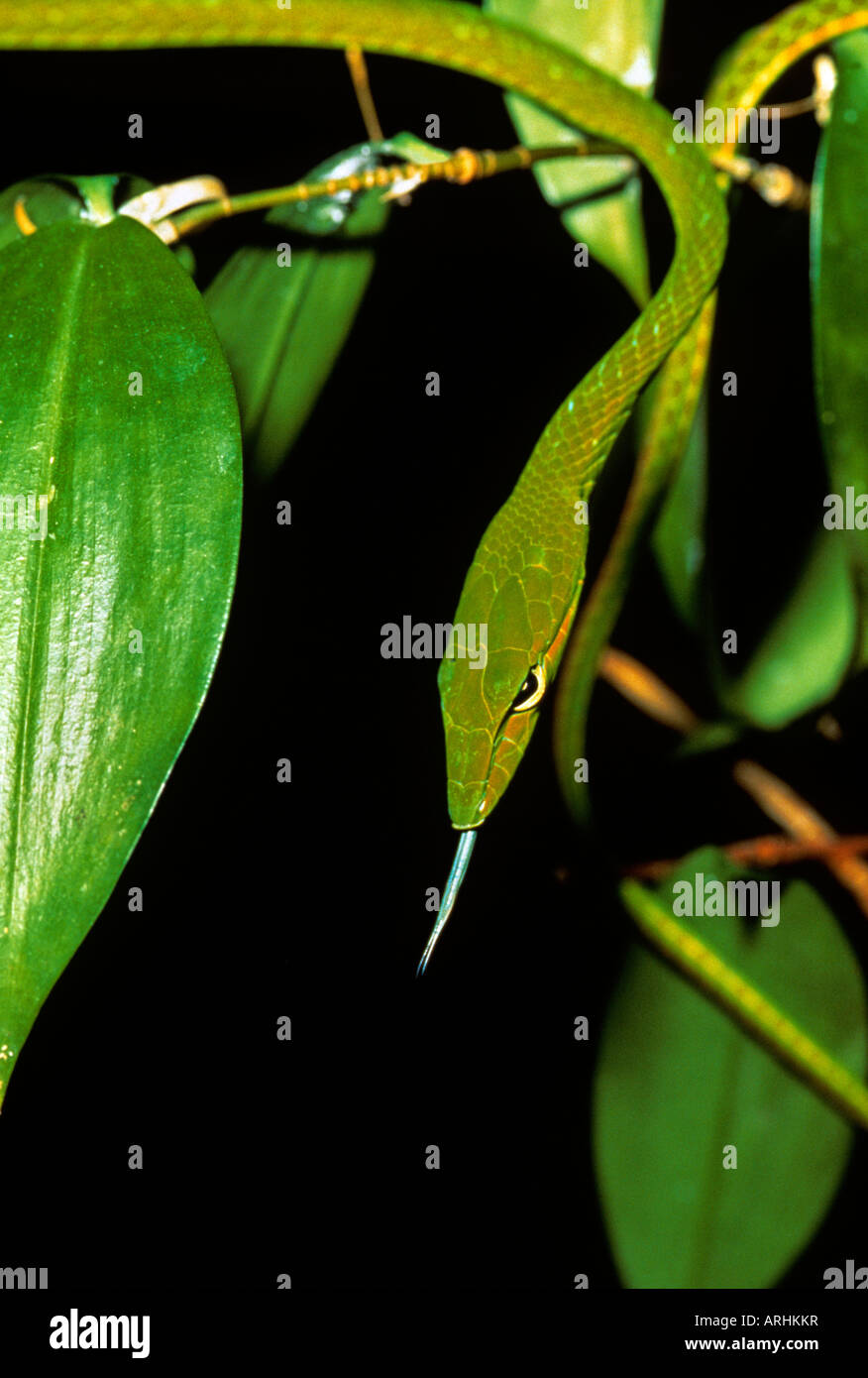 La foresta pluviale malese. Oriental frusta snake Ahaetulla prasina Foto Stock
