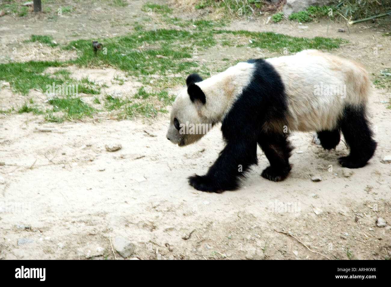 Un bianco e nero raro Panda Gigante attorno a piedi è al di fuori del recinto del giardino zoologico, Pechino Foto Stock