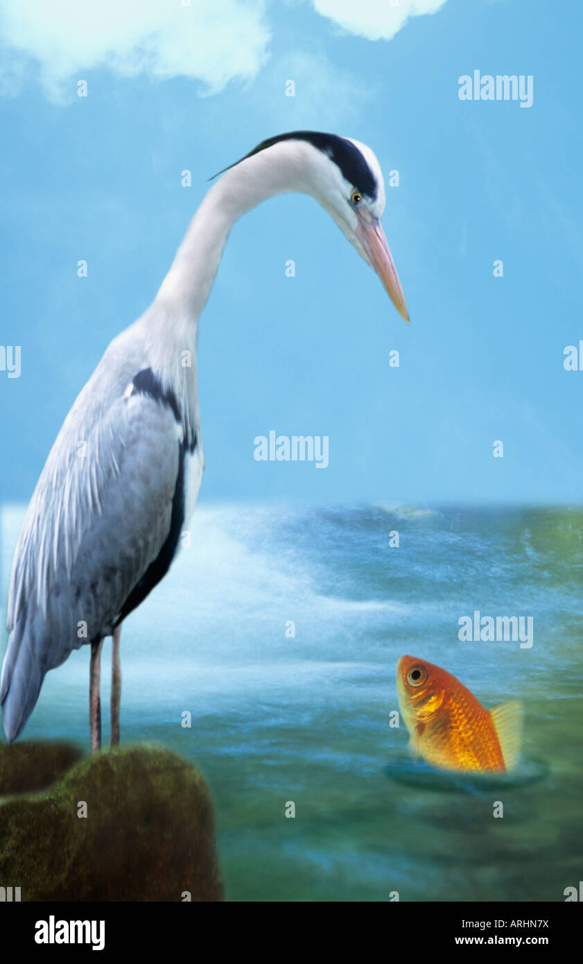 Heron parlando di pesce Foto Stock