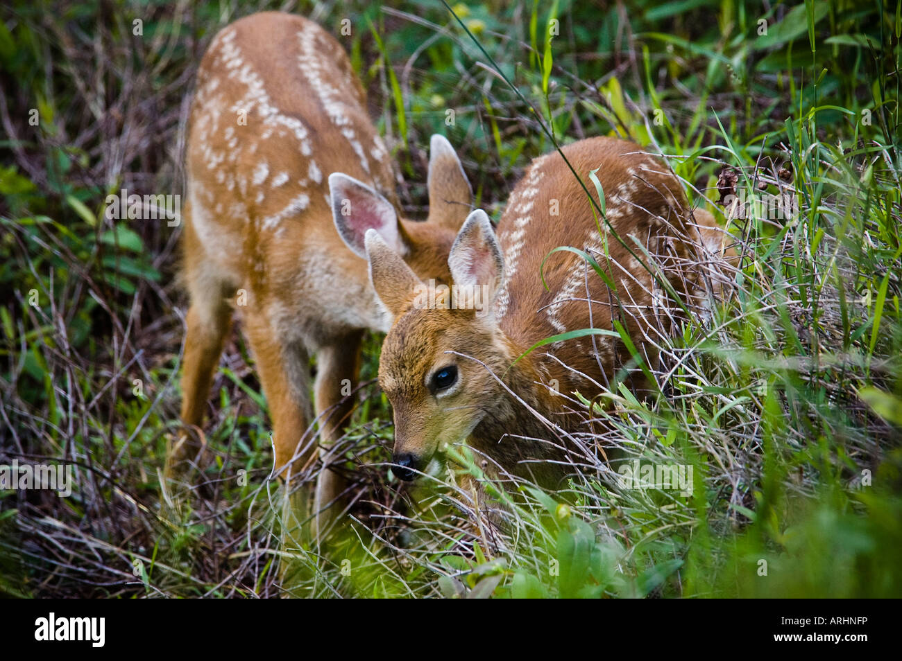 Baby cerbiatti in erba Foto Stock
