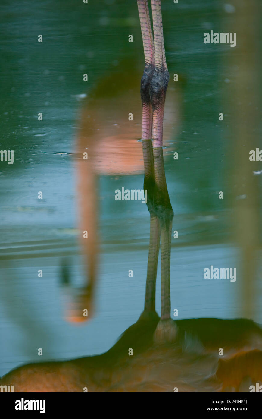 Caraibi flamingo noto anche come Cubano Americana rosato o West Indian Phoenicopterus ruber ruber Foto Stock