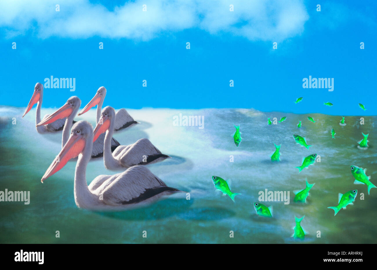 Pellicani manca il pesce Foto Stock