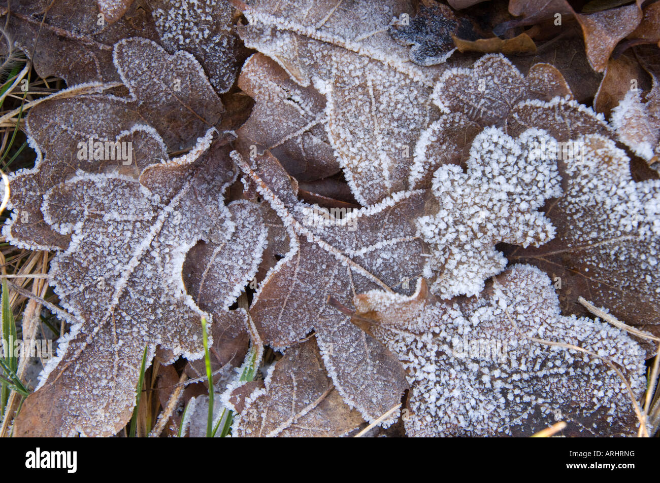 Congelate di foglie di foglie di quercia albero oakleaves brown neve ghiaccio freddo gelido inverno massa filigrana Filigran lacy Foto Stock