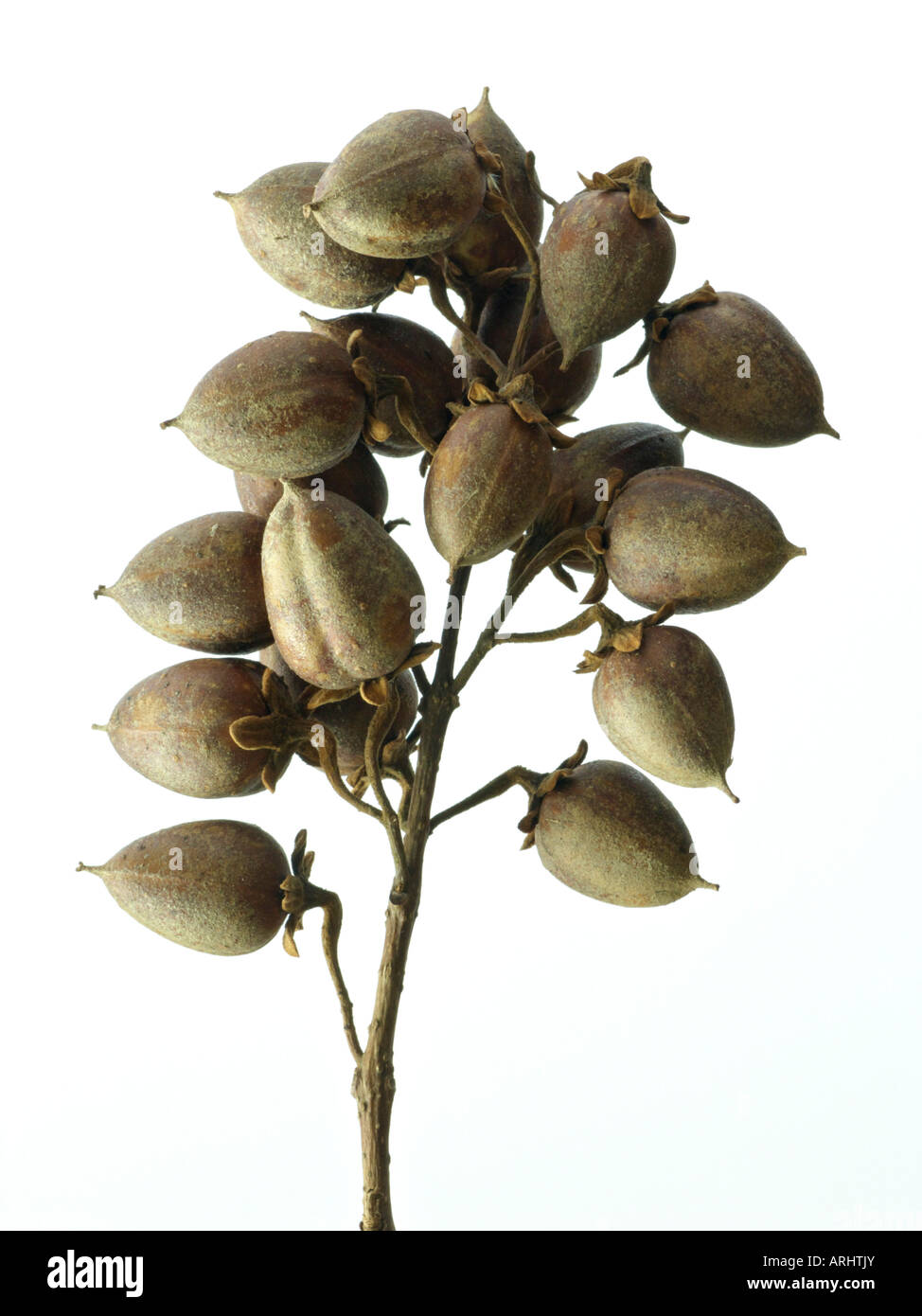 Foxglove tree (paulownia tomentosa) Foto Stock