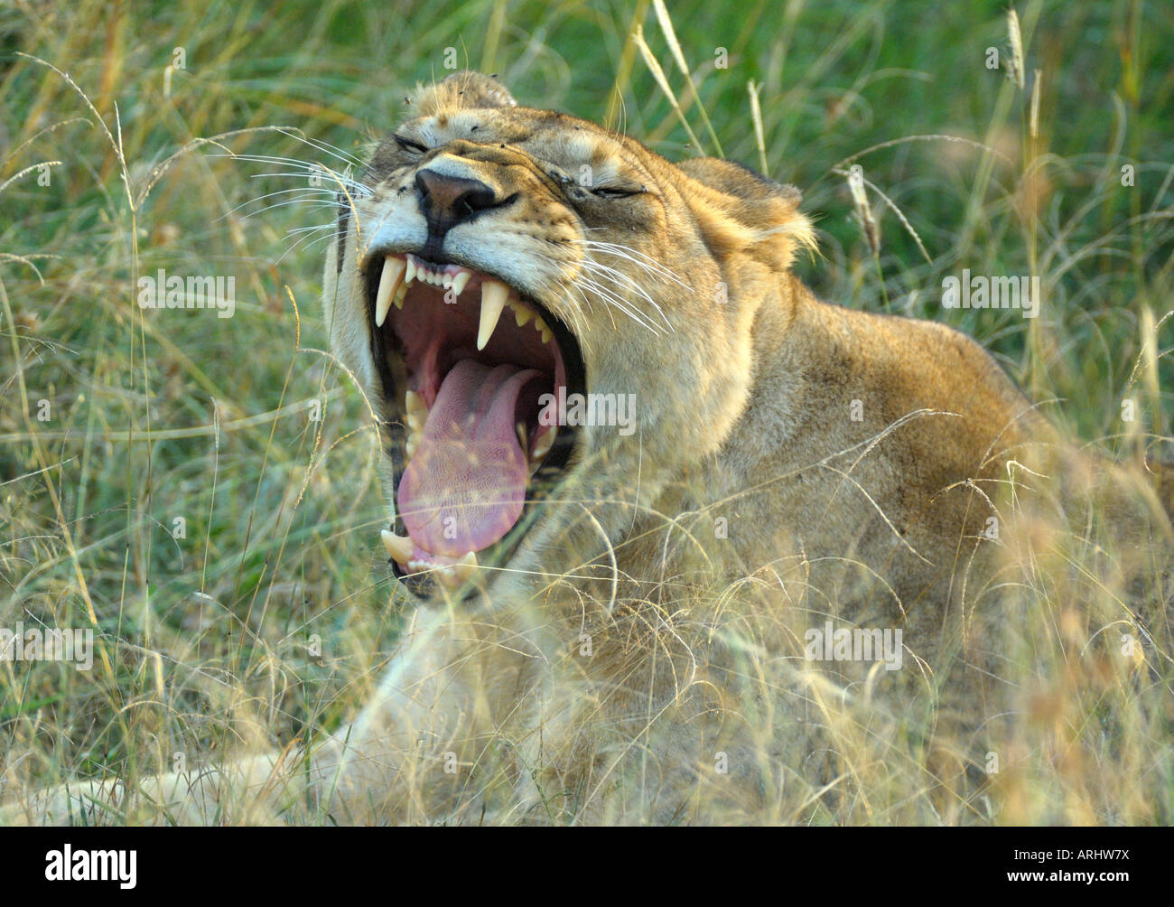 Leonessa con una ampia bocca aperta,Serengeti,Tanzania Foto Stock
