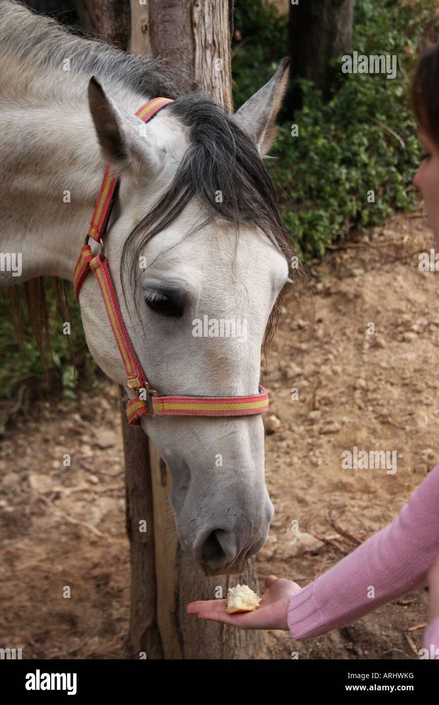 Cavallo di mangiare un po' di pane Foto Stock