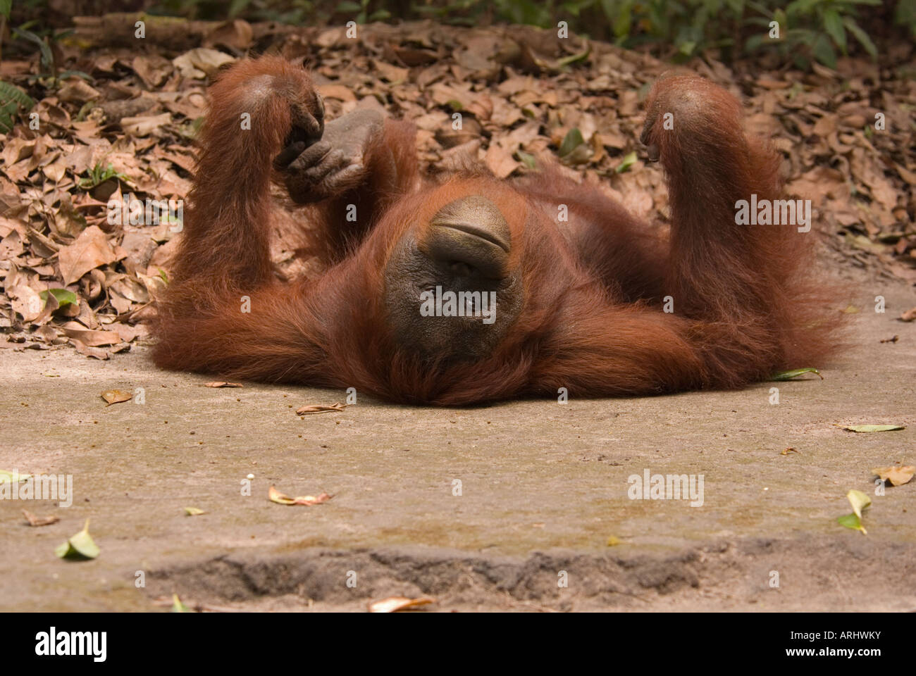 Giovani orangutan Pongo pygmaeus giacente sul retro a camp leakey research center, Indonesia, Borneo Foto Stock