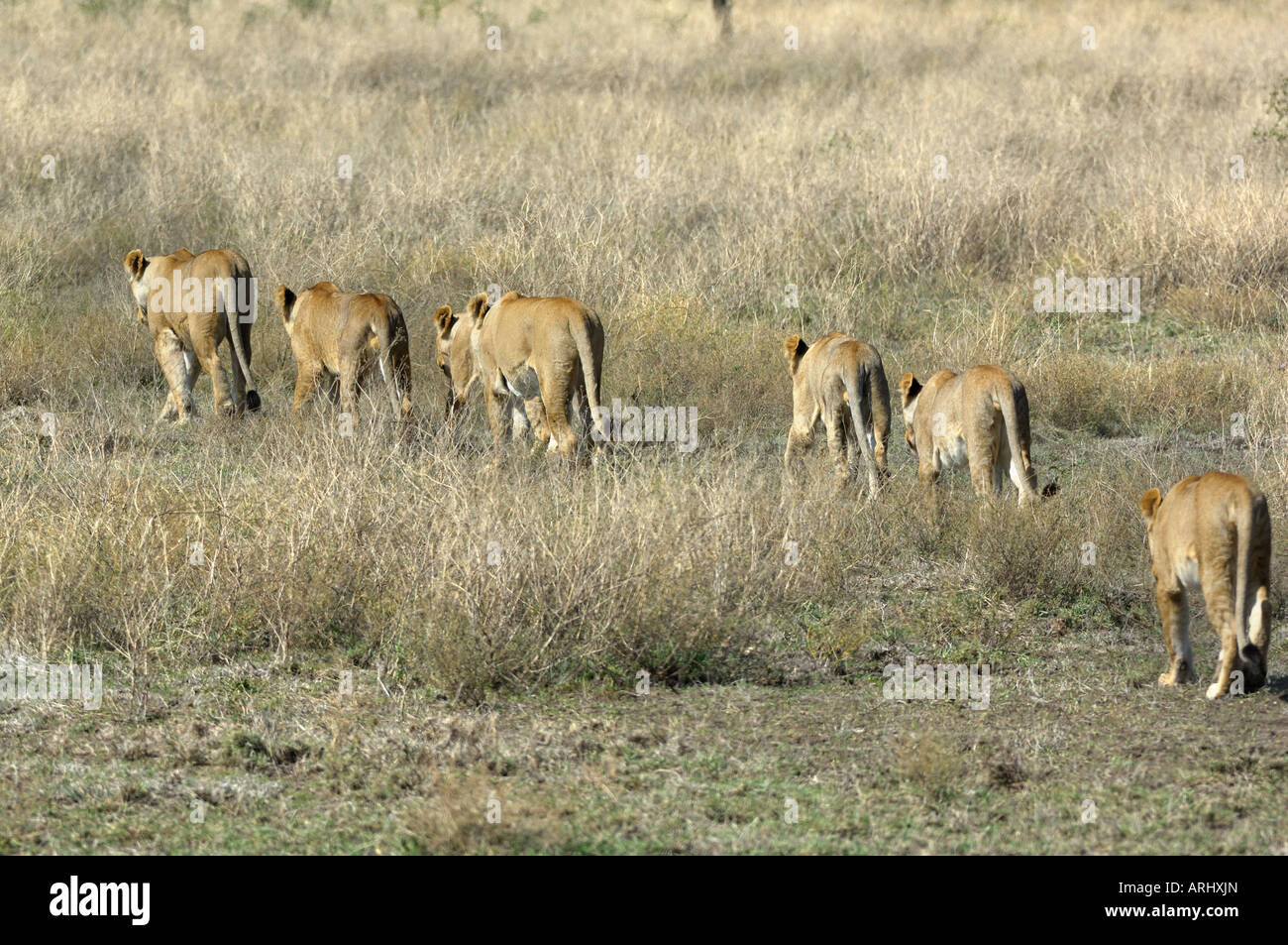 Lion Pride, Serengeti, Tanzania Foto Stock