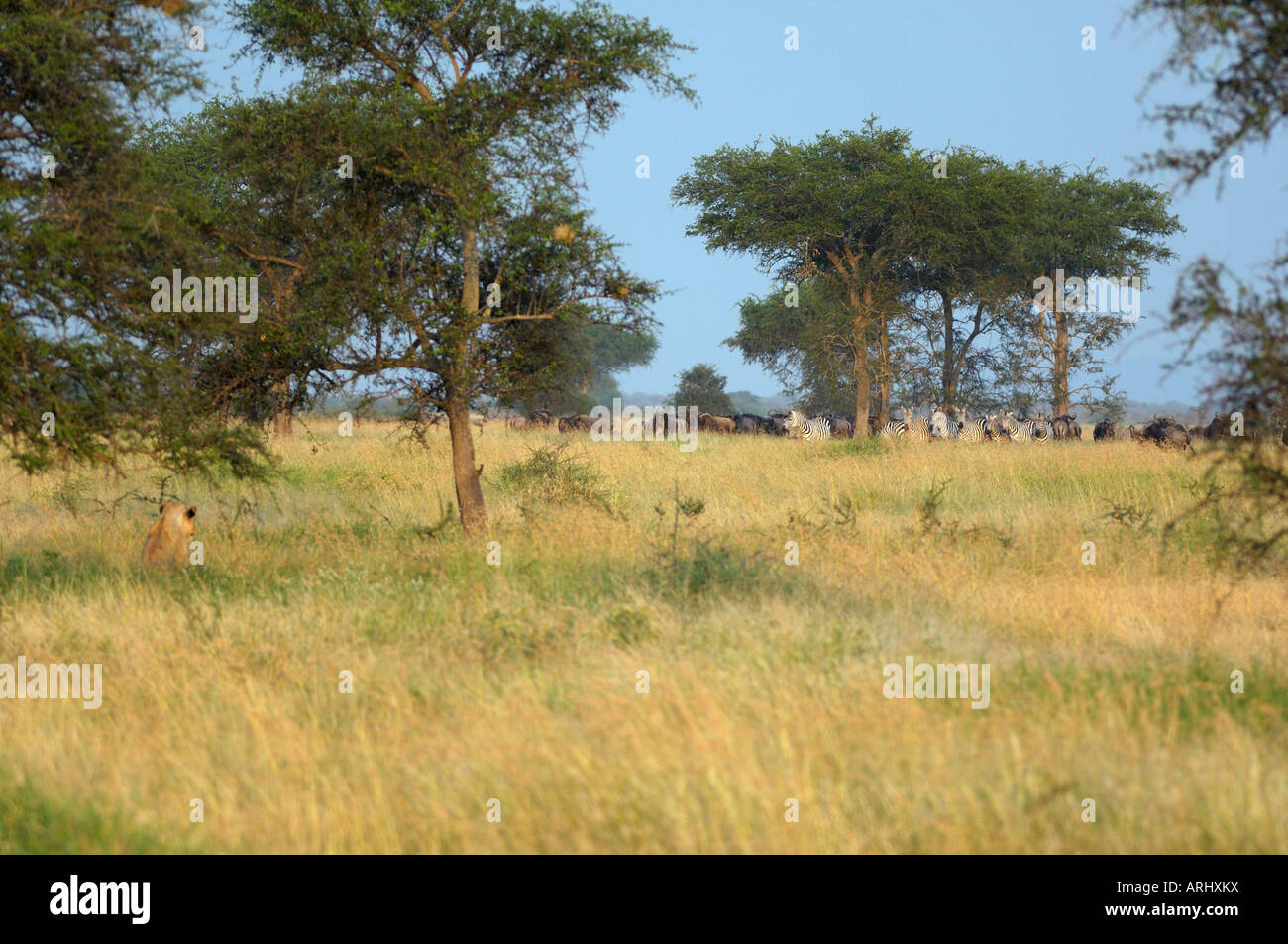 Una leonessa caccia al tramonto è guardare per una preda,Serengeti,Tanzania Foto Stock