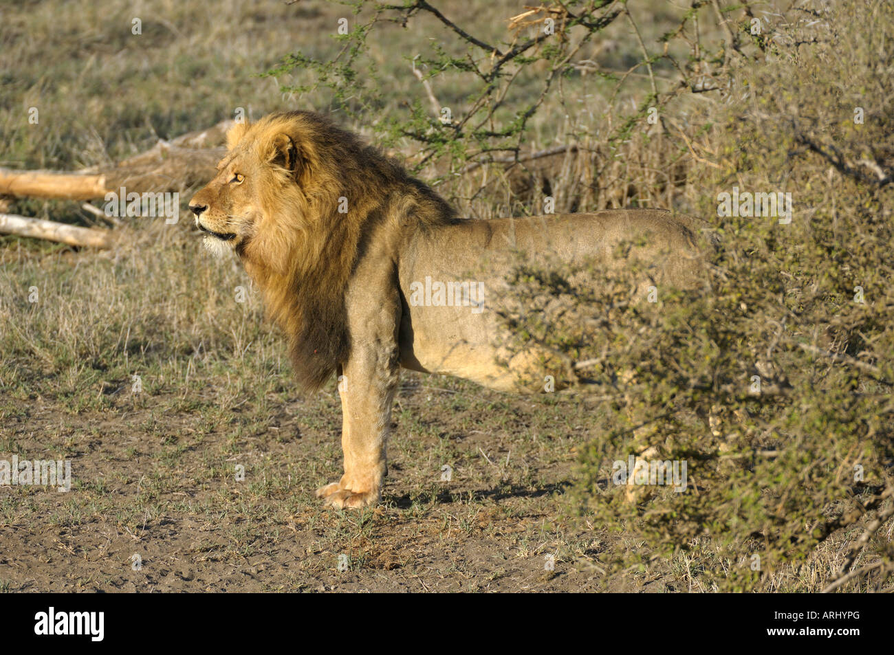 Lion maschio, Serengeti Tanzania Foto Stock