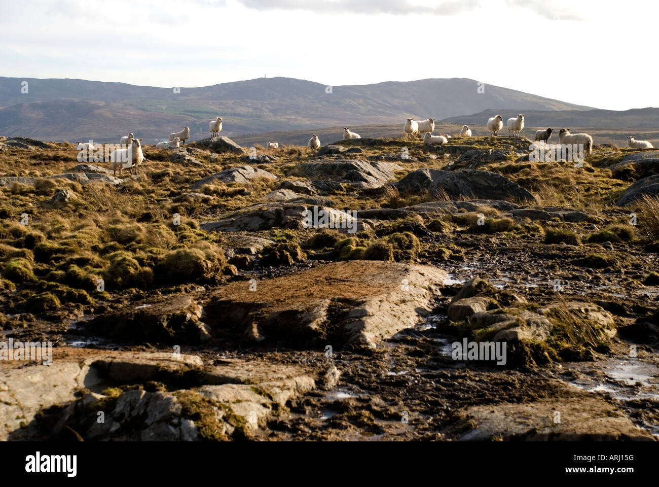 Punto Loughros Ardara County Donegal Irlanda pecore nel paesaggio tipico di Donegal Foto Stock