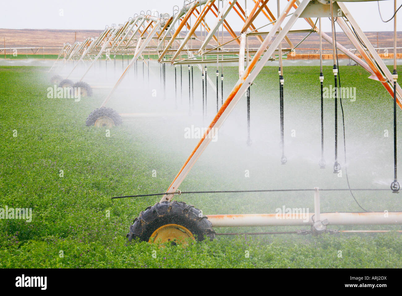 Sprinkler irrigazione nel settore della fecola di patate, Idaho Foto Stock