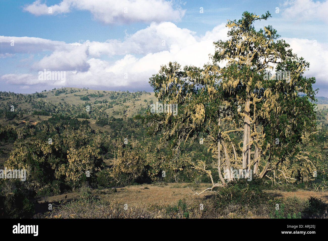 Albero di cedro JUNIPERUS PROCERA con muschio Spagnolo Maralal Mountain Kenya Settentrionale Africa orientale Foto Stock
